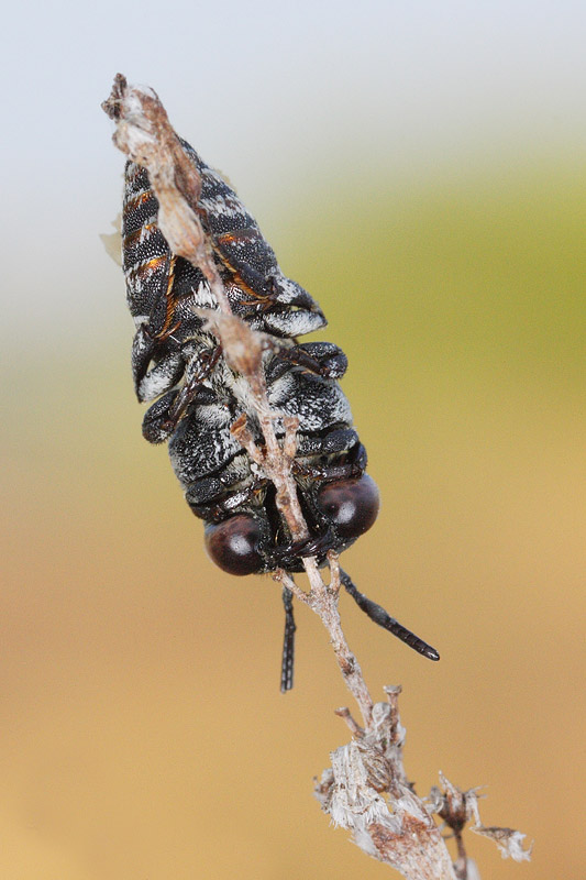 Apidae Anthophorinae: cfr. Thyreus sp.